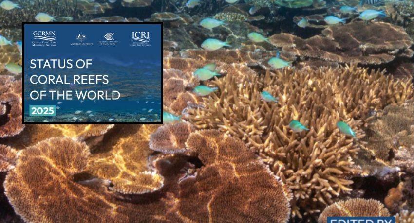South Asia Emerges As Rare Coral Recovery Success